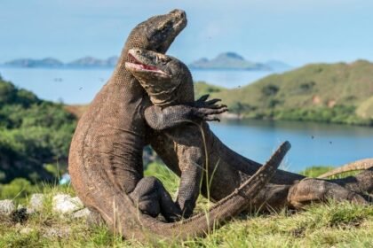 Rinca Komodo Pink Beach Tour 3D2N