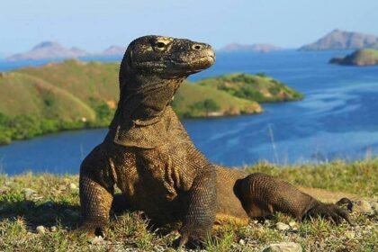 Komodo Effective Tour 4D3N